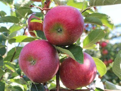 Jabloň 'Rubelit'  Malus domestica 'Rubelit'