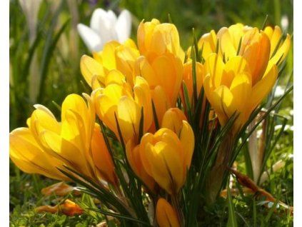 golden yellow