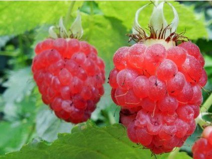 red frosty