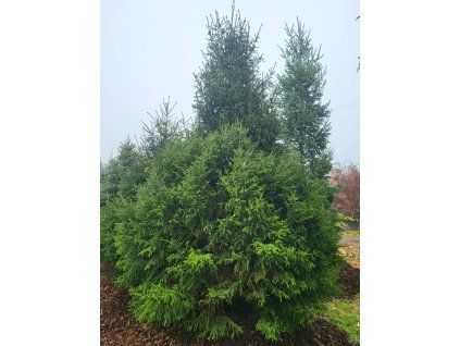 Picea orientalis Gracilis