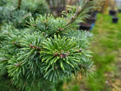 Abies veitchii 'Kramer' (6)