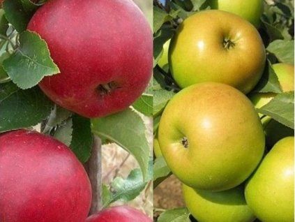 Jabloň 'Duo' (Goldstar+Rajka)  Malus domestica 'Duo' (Goldstar a Rajka)