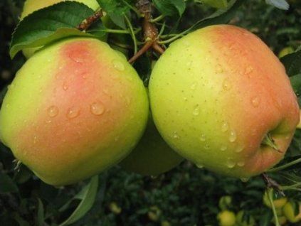 Jabloň 'Golden Parsi Da Rosa'  Malus domestica 'Golden Parsi da Rosa'