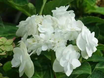 Hortenzie velkolistá 'Doppio Bianco®'  Hydrangea macrophylla 'Doppio Bianco®'