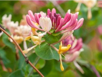 Zimolez ovíjivý 'Serotina'  Lonicera periclymenum 'Serotina'