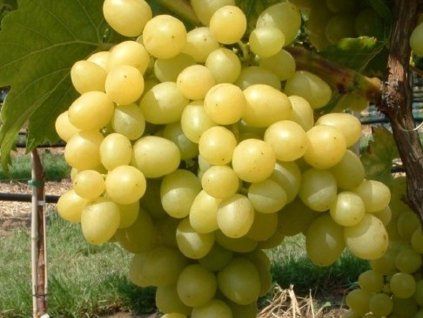 Réva vinná 'Primavera'  Vitis vinifera 'Primavera'