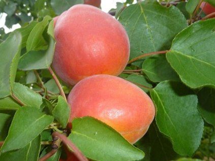 Meruňka 'Digat'  Prunus armeniaca 'Digat'