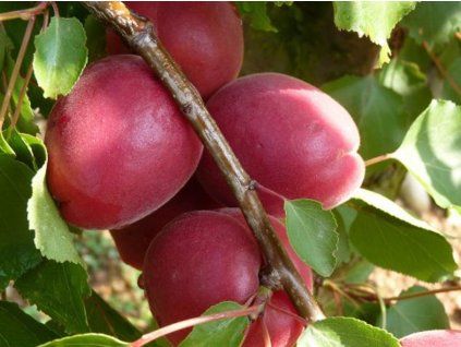 Meruňka 'Iziagat'  Prunus armeniaca 'Iziagat'