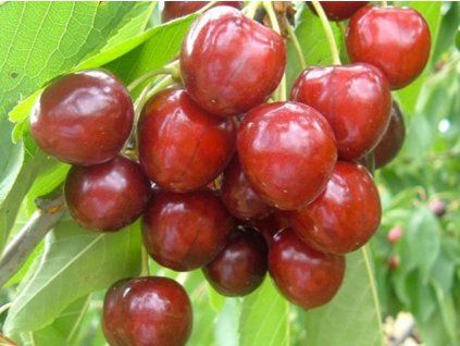 Třešeň 'Fertard'  Prunus avium 'Fertard'