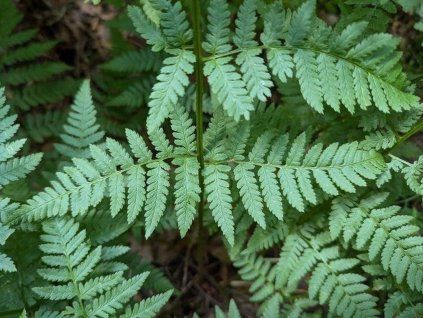 Kapraď osténkatá - Dryopteris carthusiana  Dryopteris carthusiana