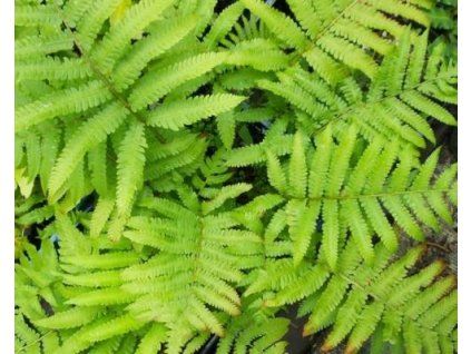 orientalis