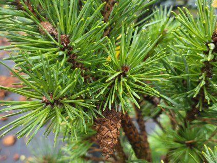 Pinus sylvestris 'Nana Compacta' (1)