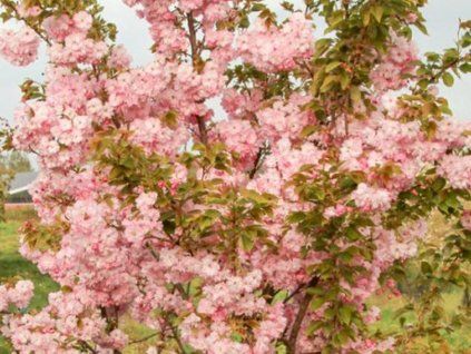 pink perfe