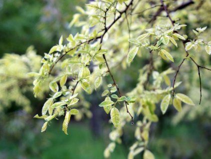 Jilm čínský 'Geisha'  Ulmus parvifolia 'Geisha'