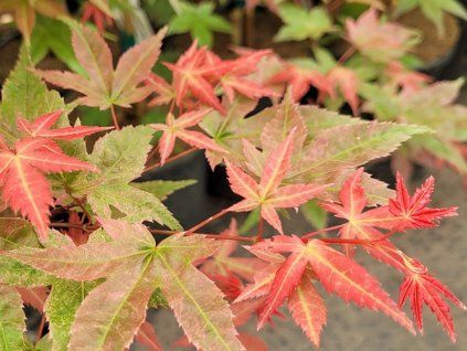 Javor dlanitolistý 'Beni-Maiko'  Acer palmatum 'Beni-Maiko'