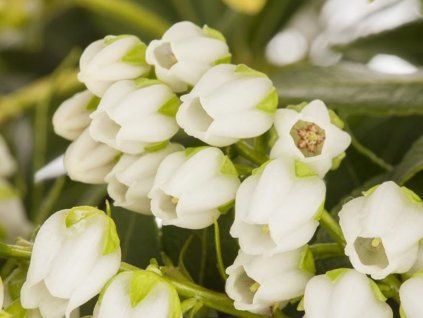 Pieris japonský 'Sarabande'  Pieris japonica 'Sarabande'