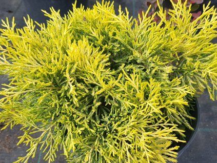 Jalovec Pfitzerův 'Yellow Sapphire'  Juniperus x pfitzeriana 'Yellow Sapphire'