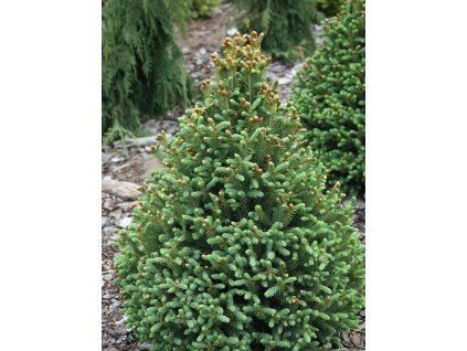 pyramidalis