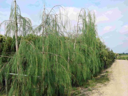 Cypřišek Lawsonův 'Pendula'  Chamaecyparis lawsoniana 'Pendula'