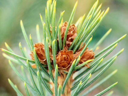Smrk Engelmanův 'Bush's Lace'  Picea engelmannii 'Bush´s Lace'