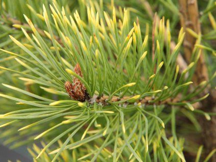 Borovice lesní 'Bialogon'  Pinus sylvestris 'Bialogon'