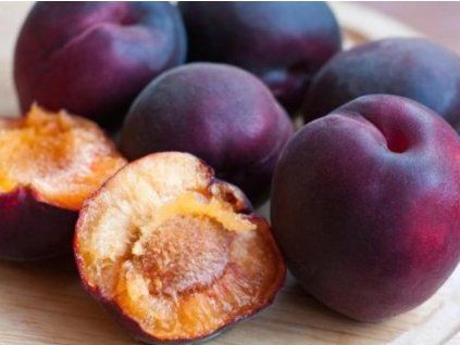 Švestkomeruňka 'Černyj Barchat'  Prunus x hybrid 'Černyj Barchat'