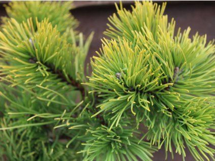 Borovice kleč 'Jalubí'  Pinus mugo 'Jalubí'