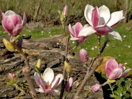 Magnolie 'Satisfaction'  Magnolia 'Satisfaction'