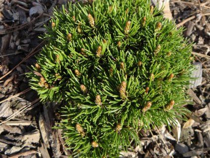 Borovice blatka 'Ježek'  Pinus uncinata 'Ježek'