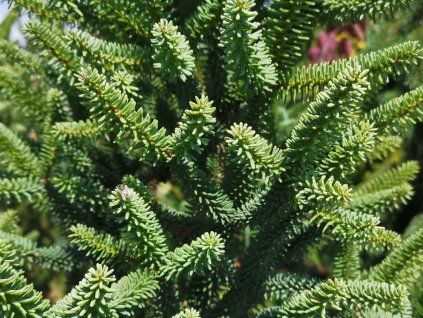 Jedle španělská 'Fastigiata'  Abies pinsapo 'Fastigiata'