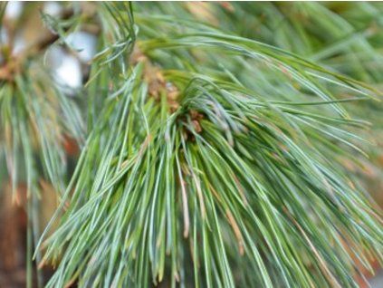 Borovice vejmutovka 'Niagara Falls'  Pinus strobus 'Niagara Falls'