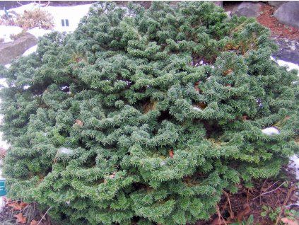 Jedle balzámová 'Nana'  Abies balsamea 'Nana'