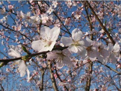 Mandloň 'Ai'  Prunus dulcis 'Ai'