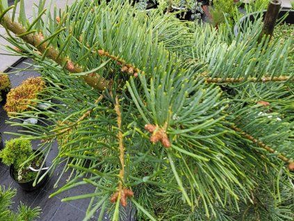 Abies concolor 'Gable�s Weeping' (2)