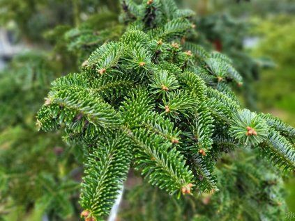 Abies delavayi 'Nana' (1)