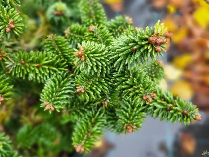 Abies koreanna Piccolo (2)