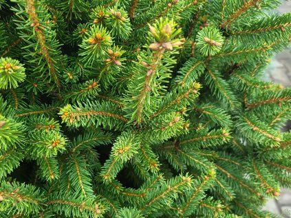 Picea abies 'Remontii' (2)