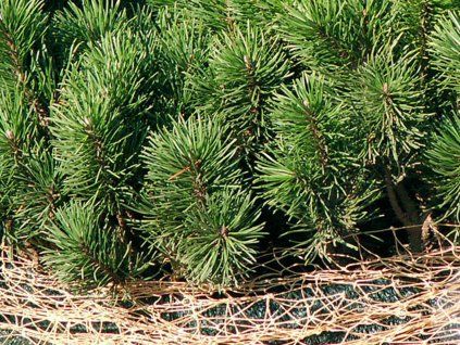 Borovice kleč 'Boží Dar'  Pinus mugo 'Boží Dar'