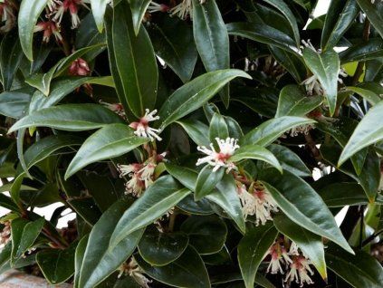 Masoplodka nízká 'Winter Gem'  Sarcococca hookeriana var. humilis 'Winter Gem'