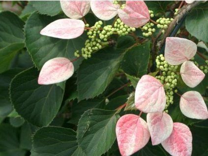 Klanostěnka hortenziová 'Roseum'  Schizophragma hydrangeoides 'Roseum'