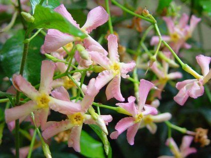 Jasmínovník vonný 'Pink Shower'  Trachelospermum jasminoides 'Pink Shower'