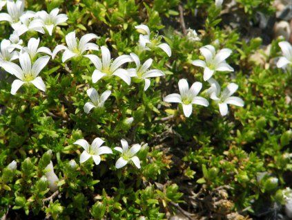 Písečnice čtyřplátečná - Arenaria tetraquetra  Arenaria tetraquetra
