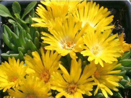 Kosmatec 'Thabana' - Delosperma basuticum 'Thabana'  Delosperma basuticum 'Thabana'