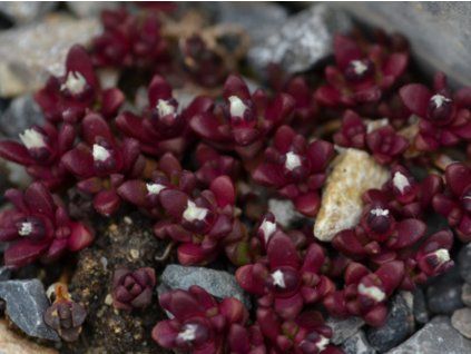 Kosmatec horský - Delosperma cf. alpinum  Delosperma cf. alpinum