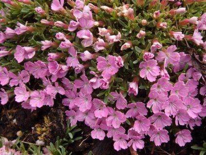 Hvozdík myrtinervius caespitosus - Dianthus myrtinervius caespitosus  Dianthus myrtinerviuscaespitosus