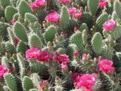 Opuncie - Opuntia rhodantha  Opuntia rhodantha