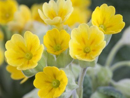 Prvosenka jarní 'Cabrillo Yellow' - Primula veris 'Cabrillo Yellow'  Primula veris 'Cabrillo Yellow'