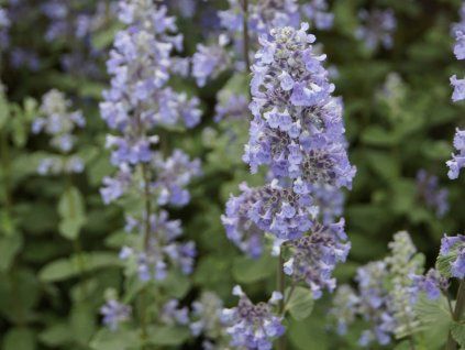 Šanta velkokvětá 'Summer Magic' (PBR) - Nepeta grandiflora 'Summer Magic' (PBR)  Nepeta grandiflora 'Summer Magic' (PBR)