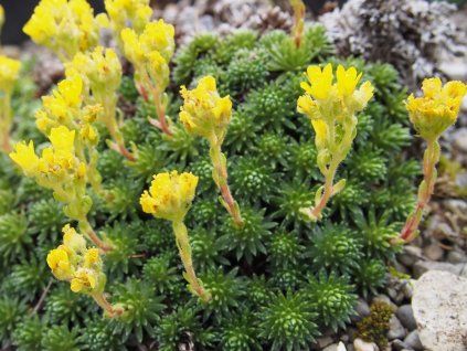 Lomikámen ferdinandi coburgi - Saxifraga ferdinandi coburgi  Saxifragaferdinandi coburgi