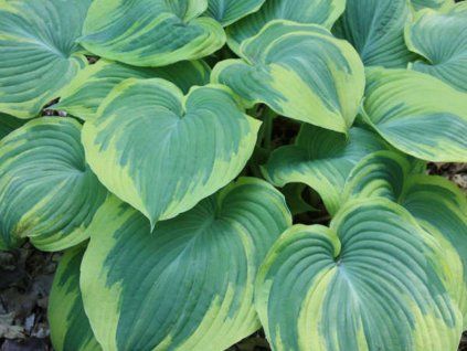 Bohyška 'Earth Angel' - Hosta 'Earth Angel'  Hosta 'Earth Angel'